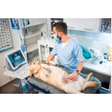 onde fazer hemograma completo para cachorro Oásis