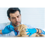 pcr para cães e gatos marcar Guarujá