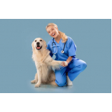 preço de cálculo urinário para cães Pompéia
