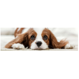 preço de exame de citologia em cães Paquetá