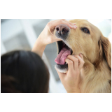 preço de exame de fezes em cachorro Estuário