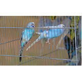 sexagem em aves silvestre onde fazer Nova Itanhaém