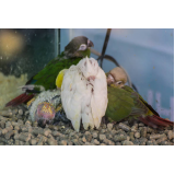 sexagem em papagaio Bopiranga