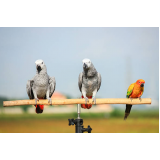 sexagem em pássaros onde faz Maracanã