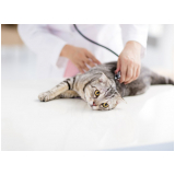 telefone de clínica de exame para gato Pompéia