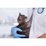 teste de fiv e felv em gatos clínica Castelo