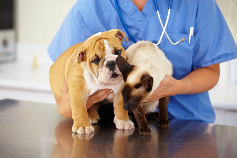 Valor de Exame de Coproparasitológico em Cães Gavita - Exame Coproparasitológico Veterinário